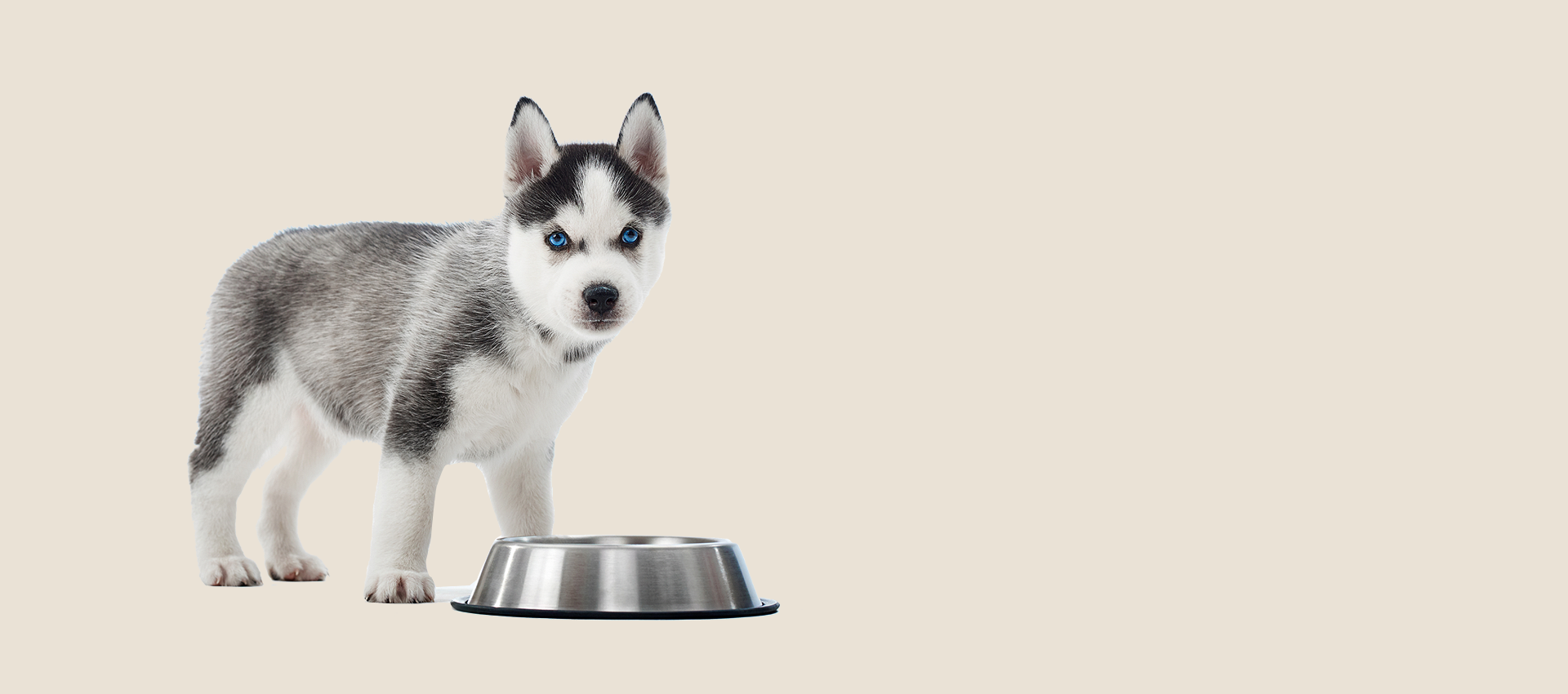 Bowl For Dog